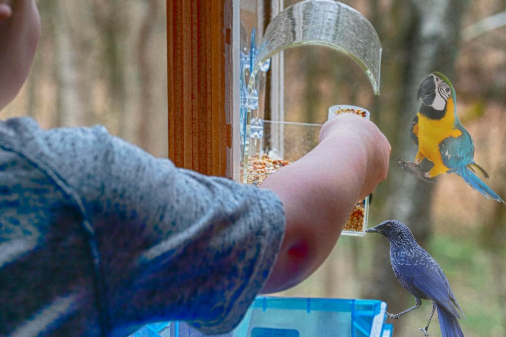 Attract Birds To Your Window Feeder
