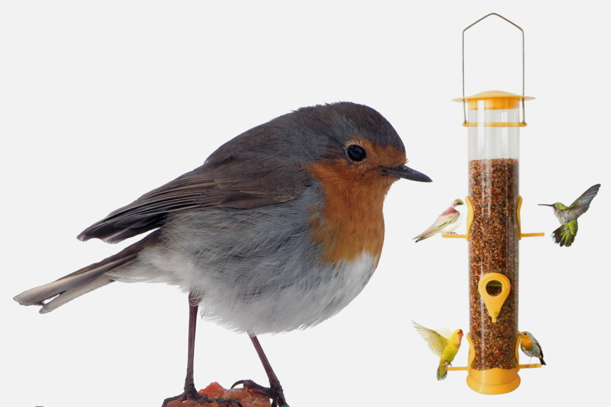 Hanging Bird Feeders The Ultimate Guide To Selecting The Right One For