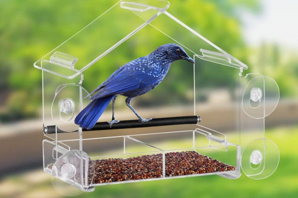 How To Attract Birds To Your Window Bird Feeder