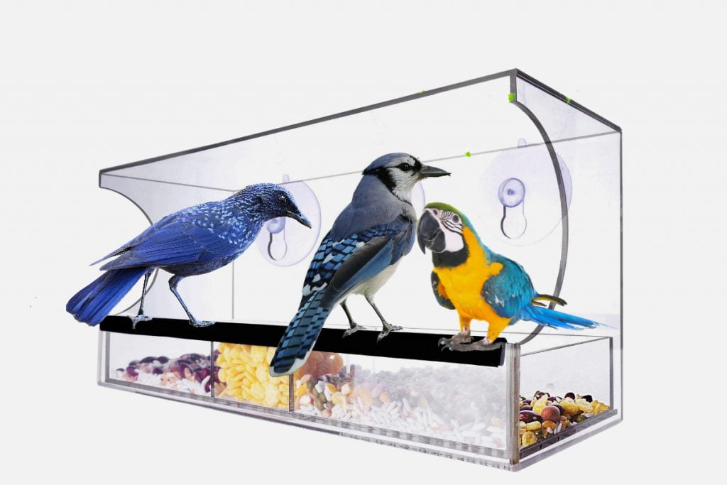 How To Attract Birds To Your Window Feeder