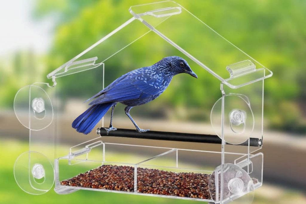 How To Attract a Bird To a Window Bird Feeder
