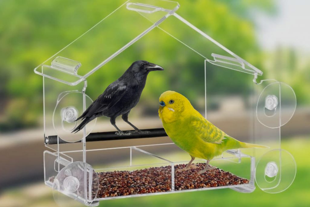 What Are Some Common Problems With Window Bird Feeders