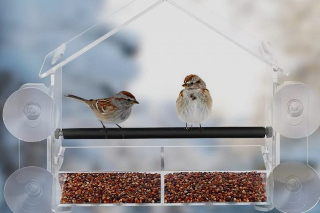 What Are Some Tips For Using A Window Bird Feeder