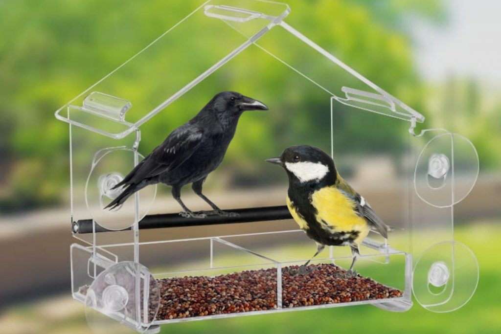 What Are The Benefits Of Using A Window Bird Feeder