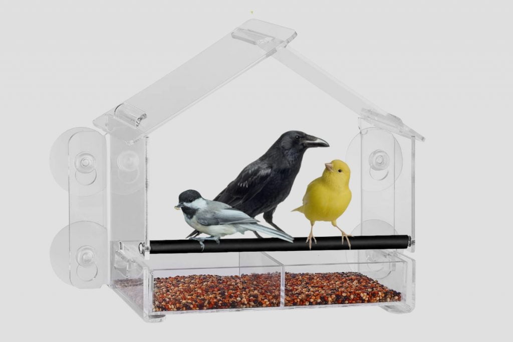 What Types Of Birds Are Attracted To Window Bird Feeders