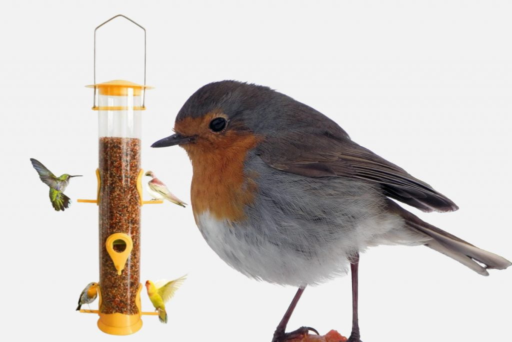 What are the Benefits of Hanging bird feeders