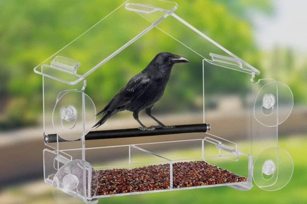 Where Can I Find More Information About Window Bird Feeders