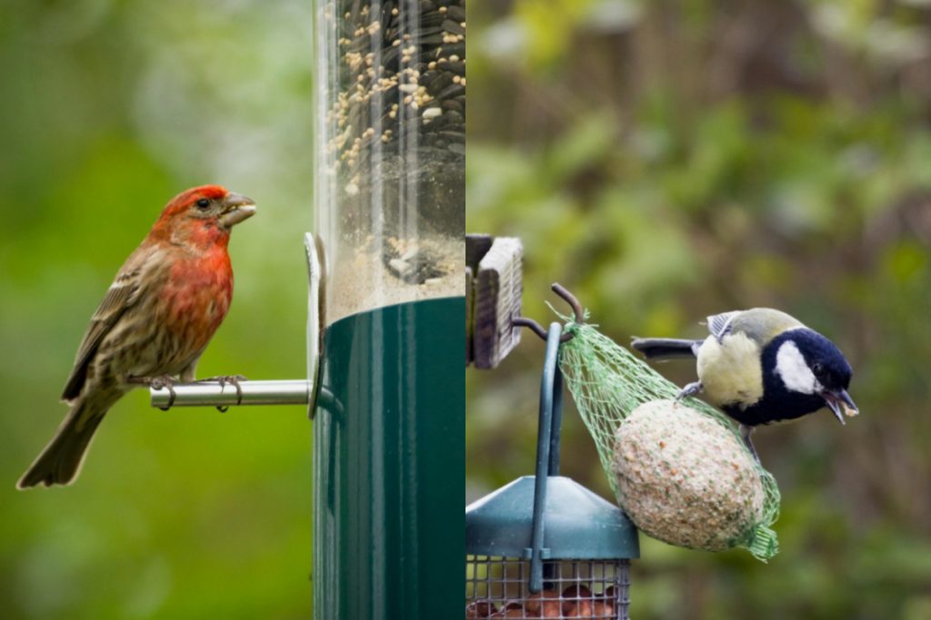 Where to Hang Your Bird Feeder