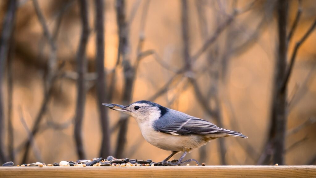 a bird standing on a ledge (Bird Eating Fresh Seeds - How to Store Bird Seed)