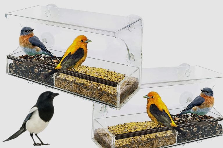 What Are The Different Types Of Window Bird Feeders? Home Bird Feeder