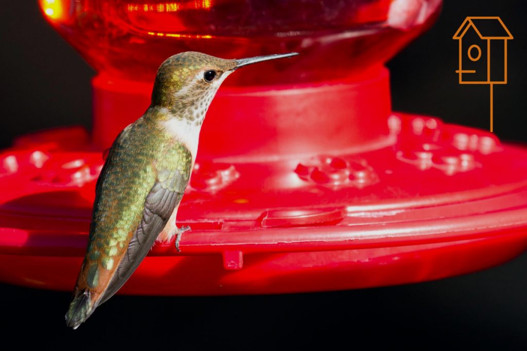 How To Attract More Hummingbirds To Your Yard