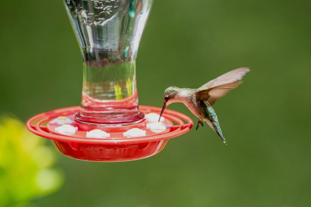 How To Stop A Hummingbird Feeder From Leaking