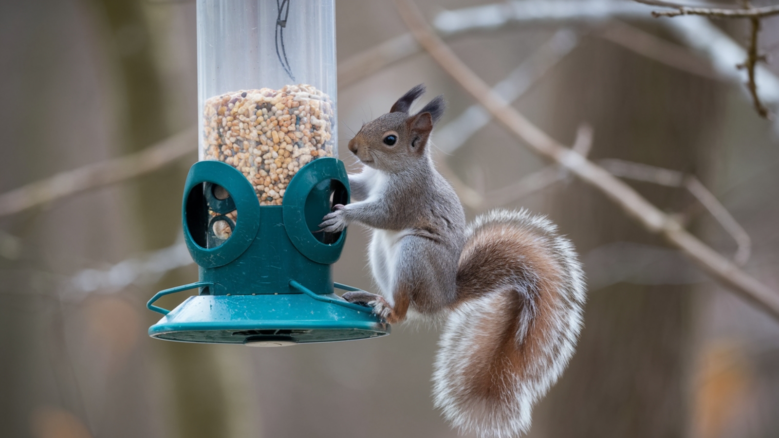 How To Stop Squirrels From Climbing Your Bird Feeder Pole - 10 Proven Methods