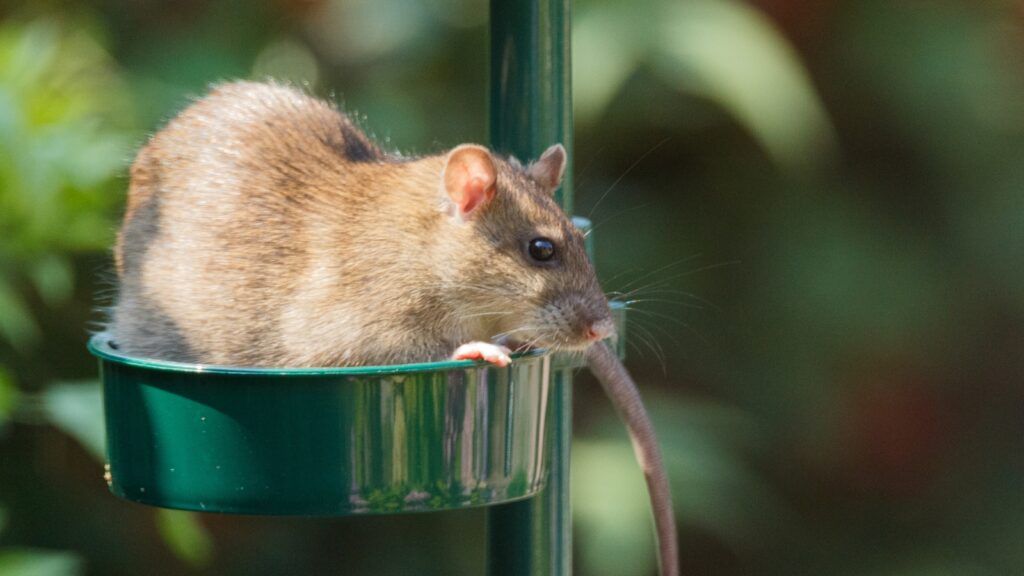 Rat in a Bird Feeder