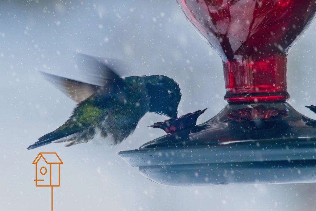 The Best Way To Hang A Hummingbird Feeder With Other Bird Feeders