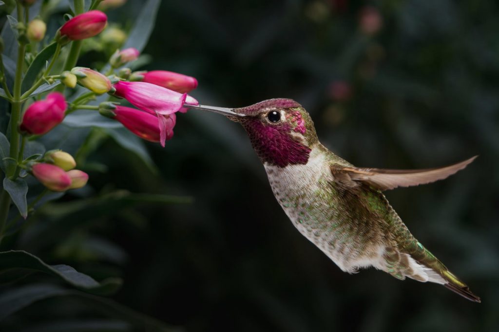 What are Hummingbirds