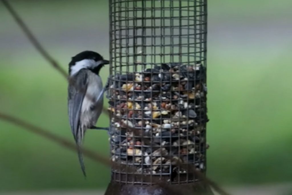 Can you Leave Bird Feeders Out in the Rain _