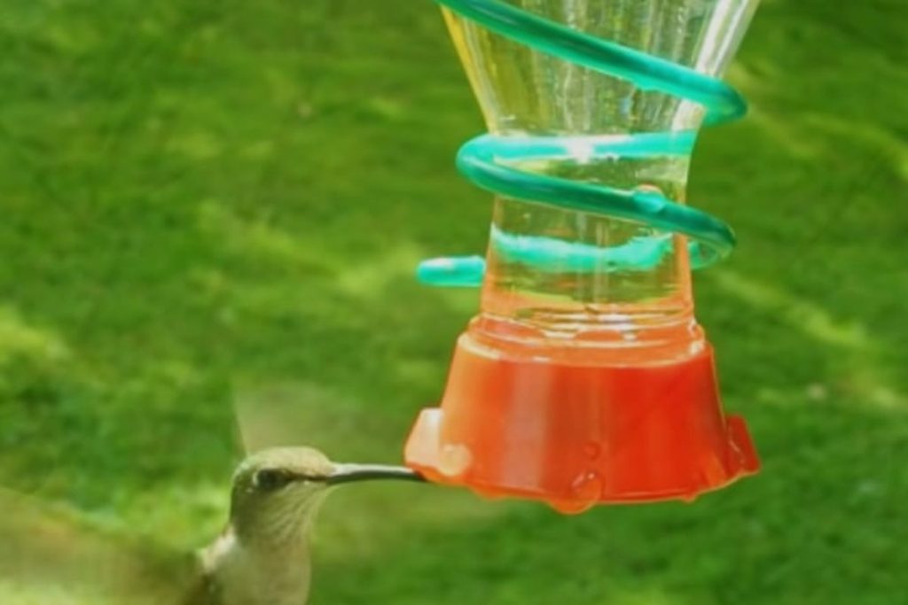 Can you Put Hummingbird Feeders in the Sun? Discover All You Need To Know