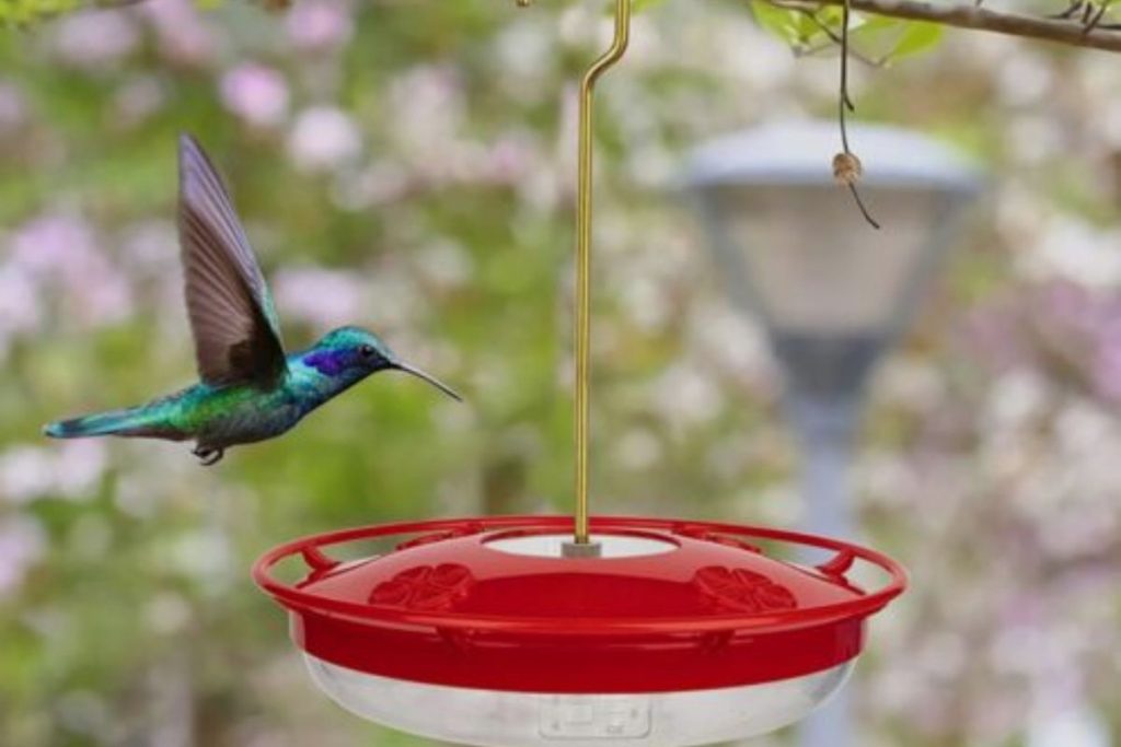Can you Put Hummingbird Feeders in the Sun (2)