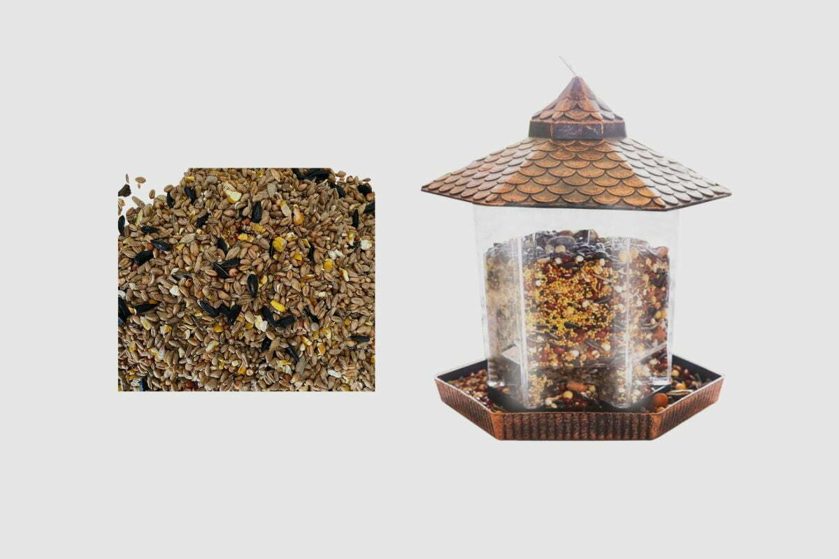 How Long Can Bird Seed Stay in a Feeder? Home Bird Feeder