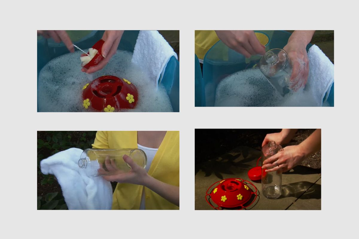 Can you Put Hummingbird Feeders in the Sun? Home Bird Feeder