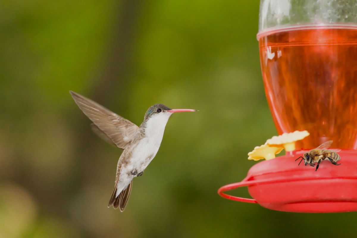 How To Keep Bees Off Hummingbird Feeder Here Are 15 Most Useful Tips