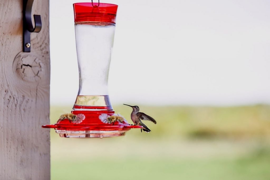 Are There Any Benefits To Having Bees Visit A Hummingbird Feeder