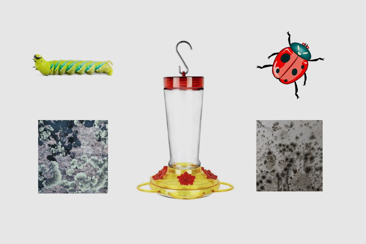 Why Is My Hummingbird Feeder Leaking From The Flowers? Home Bird Feeder