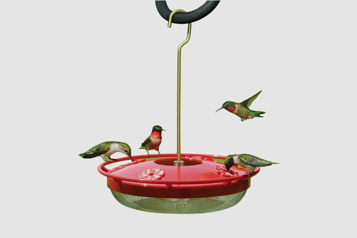 15 Best Hummingbird Feeders Compared Which One Is the Best Value