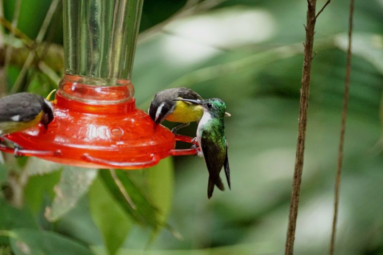 Can You Hang A Hummingbird Feeder In A Tree? Home Bird Feeder