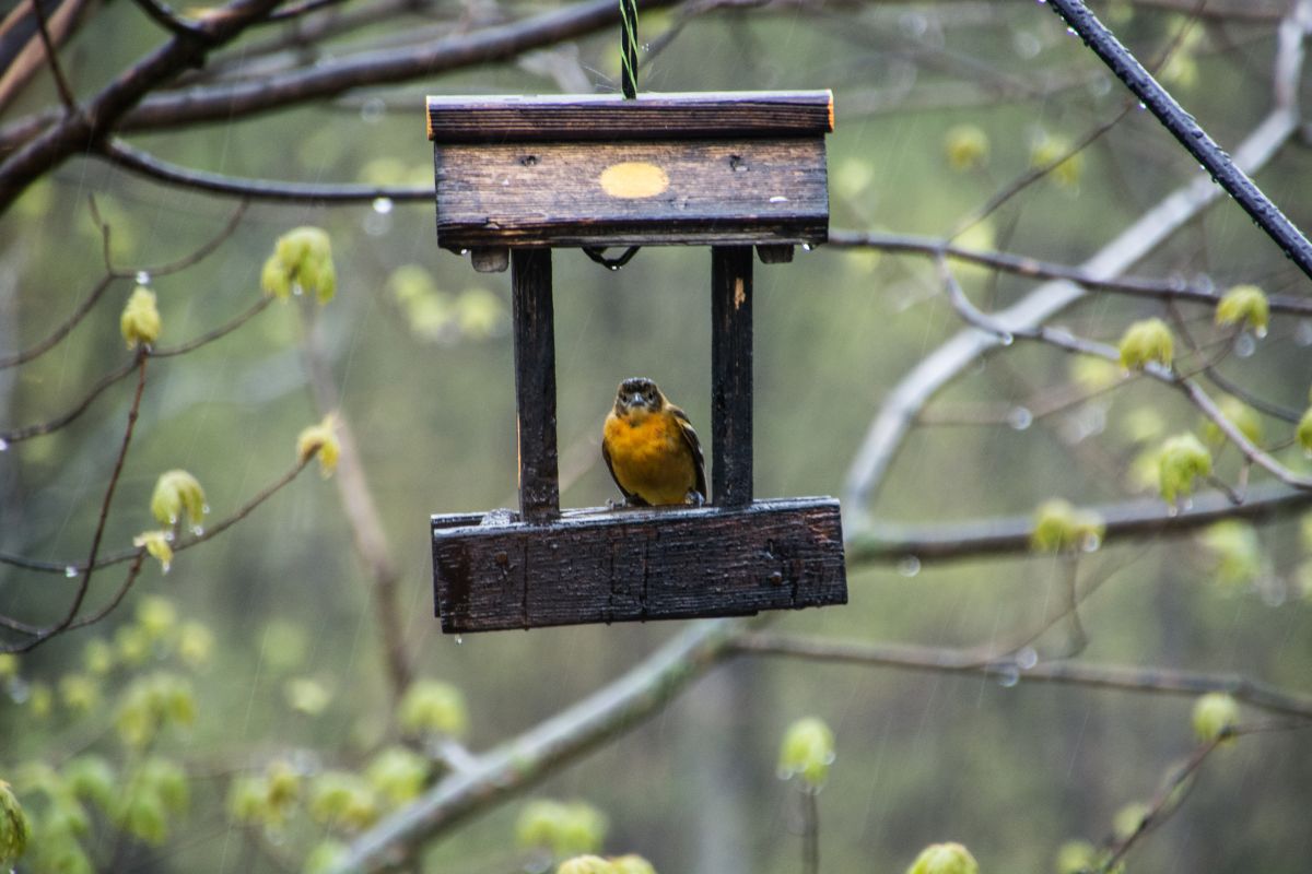 a bird on a bird feeder in the rain