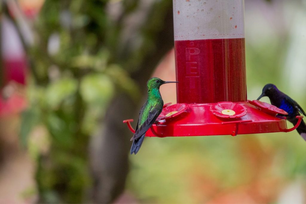 Can You Put Red Food Coloring in a Hummingbird Feeder