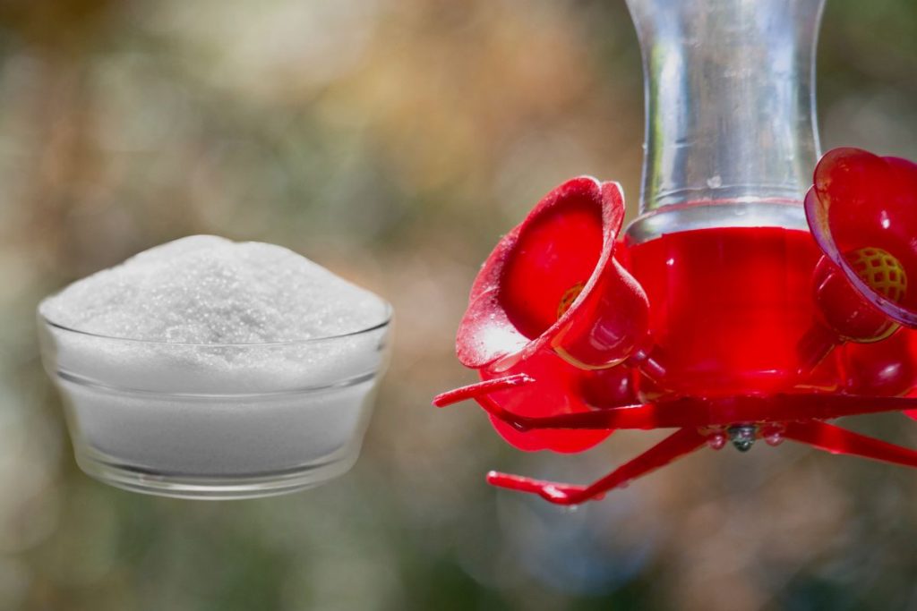 Can You Put Too Much Sugar in a Hummingbird Feeder_ (1)