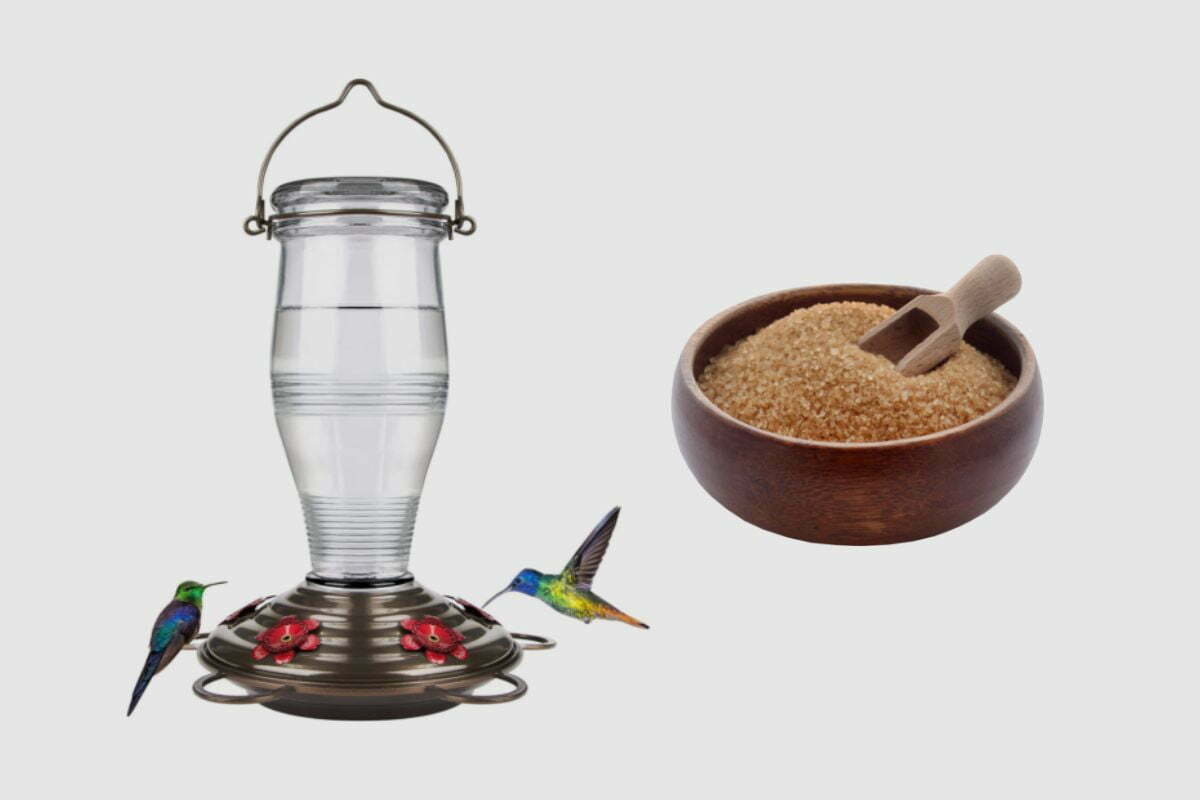 Can You Use Brown Sugar In Hummingbird Feeder
