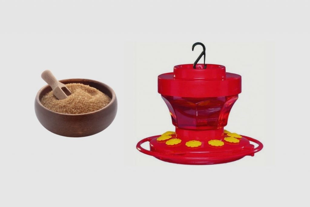 Can You Use Brown Sugar in Hummingbird Feeders_ (1)