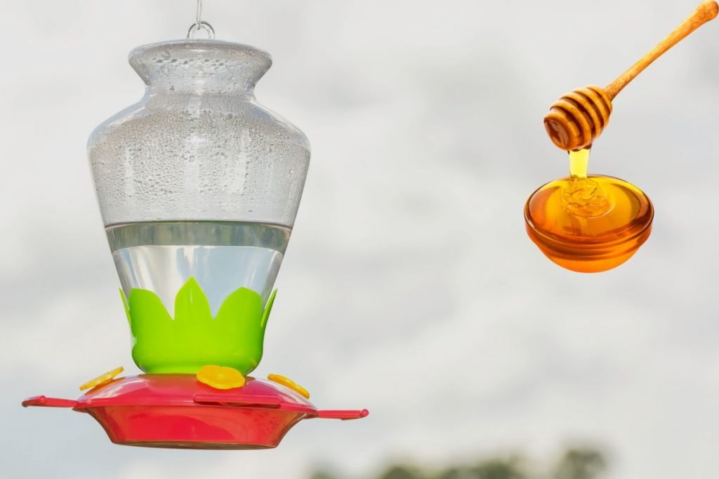 Can You Use Honey Instead of Sugar for Hummingbird Feeder(1)