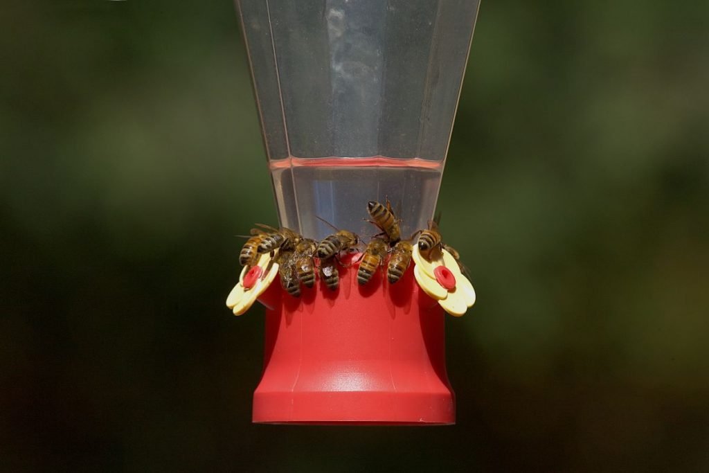 Does Hummingbird Feeder Attract Bees