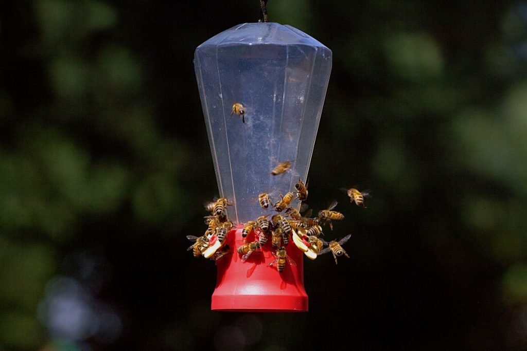 Does Hummingbird Feeder Attract Bees (2)