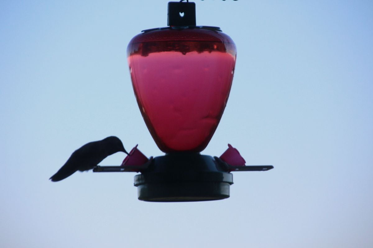 Does Hummingbird Feeder Have To Be Red