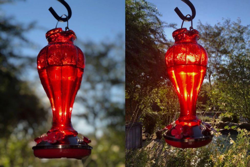 Does a Hummingbird Feeder Have to Be Red