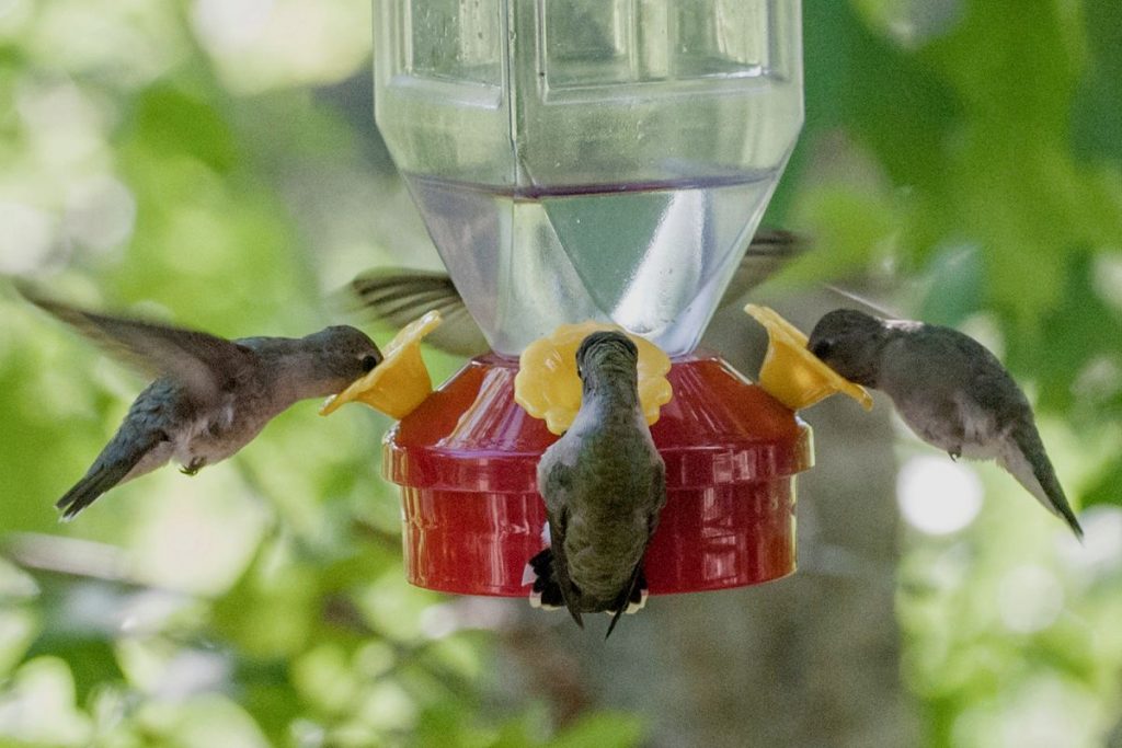 How Can You Ensure That Your Hummingbirds Receive The Proper Nutrition
