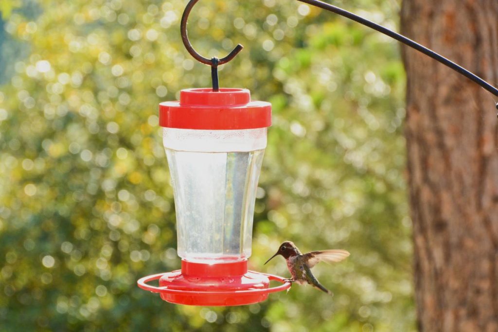 How High Should Hummingbird Feeder Be