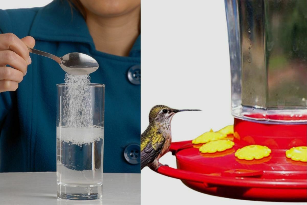 How Much Sugar Should You Use In a Hummingbird Feeder?