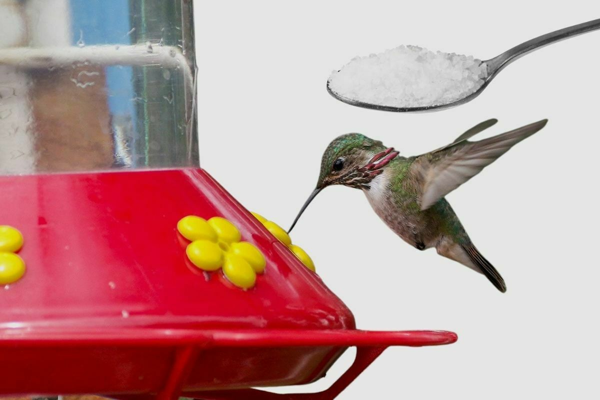 How Much Sugar Do You Use In A Hummingbird Feeder