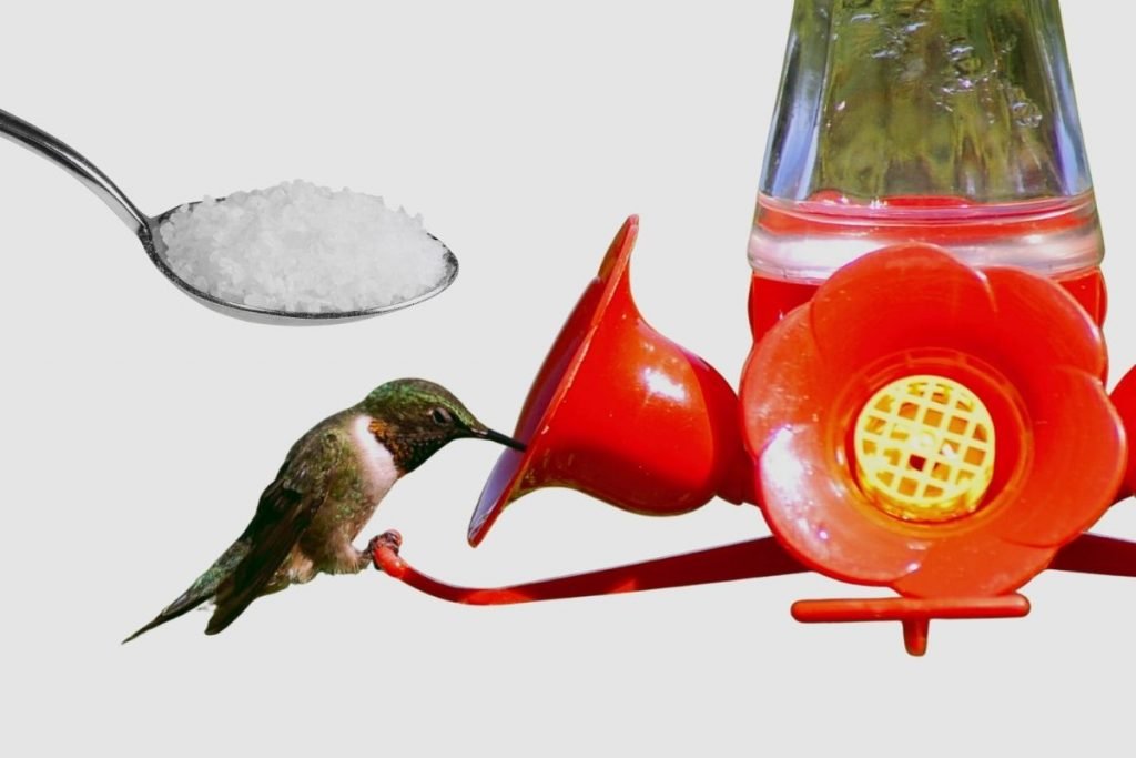 How Much Sugar To Use in Hummingbird Feeder
