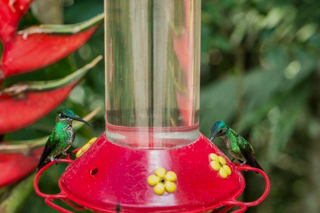 How Often Should You Clean Your Hummingbird Feeder