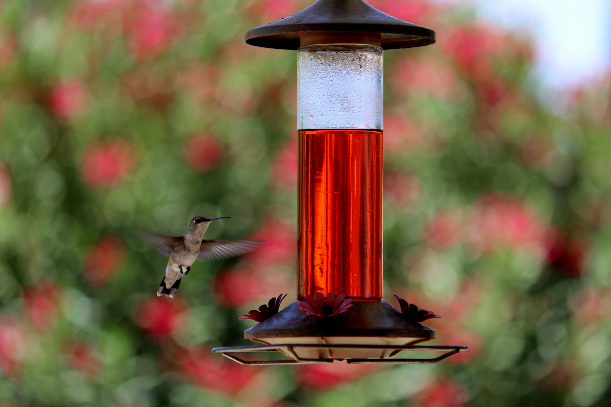 a hummingbird flying next to a rusted hummingbird feeder