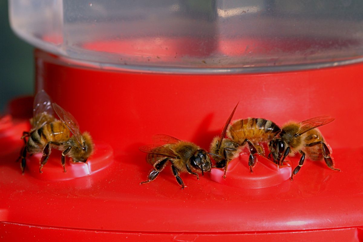 How To Keep Bees Off Hummingbird Feeder Here Are 15 Most Useful Tips
