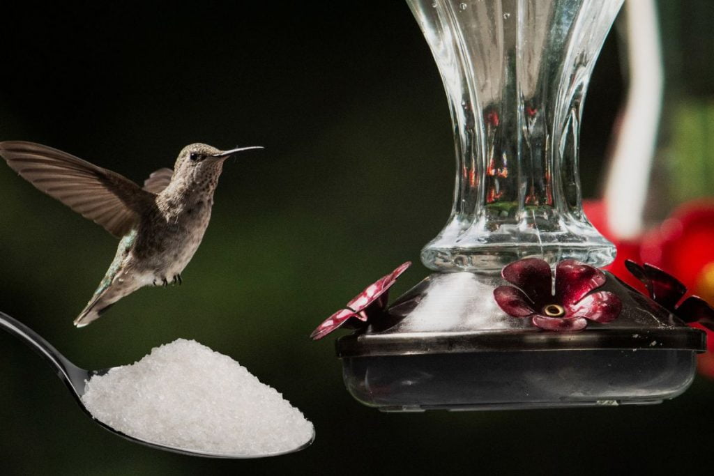 How much sugar should you use in a 16 oz hummingbird feeder