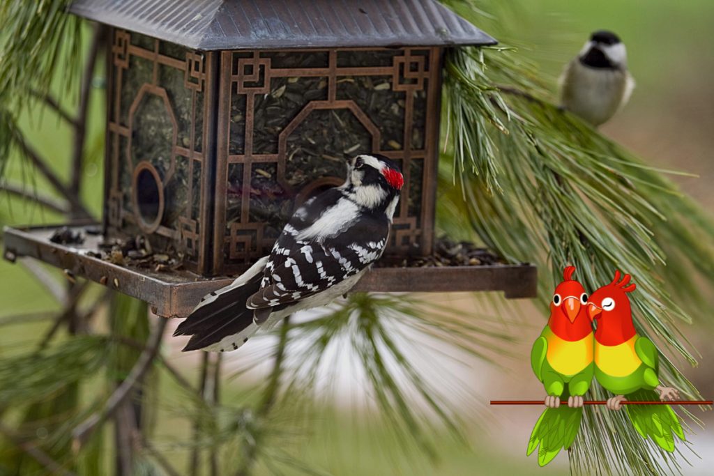 How to Attract Birds With a Bird Feeder